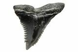 Snaggletooth Shark (Hemipristis) Tooth - South Carolina #211609-1